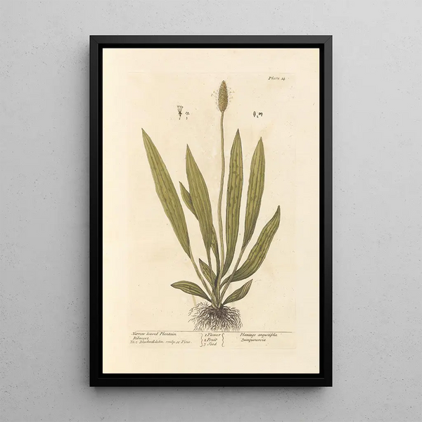 Plantain à feuilles étroites - Elizabeth Blackwell — oprawiony obraz na ścianie