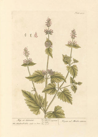 Elizabeth Blackwell - Nep or catmint.webp