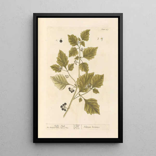 Morelle noire - Elizabeth Blackwell — oprawiony obraz na ścianie