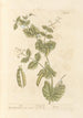 w groszki - Elizabeth Blackwell — widok dzieła
