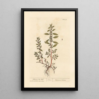 Elizabeth Blackwell - Pellitory of the wall.webp