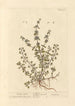 Menthe pouliot - Elizabeth Blackwell — widok dzieła
