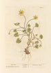 Ficaire - Elizabeth Blackwell — widok dzieła