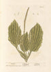 Plantain - Elizabeth Blackwell — widok dzieła