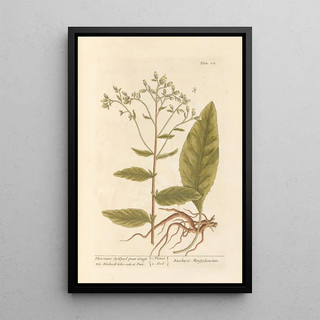 Elizabeth Blackwell - Plowmans spikenard great conysa.webp