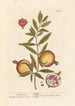 Granaty - Elizabeth Blackwell — widok dzieła