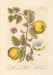 Coings - Elizabeth Blackwell — widok dzieła