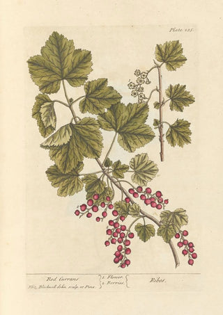 Elizabeth Blackwell - Red currans.webp