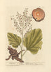 Rhapontic - Elizabeth Blackwell — widok dzieła