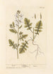 Roquette - Elizabeth Blackwell — widok dzieła