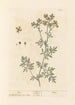 Rue - Elizabeth Blackwell — widok dzieła