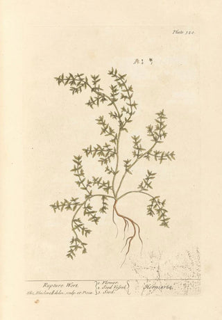 Elizabeth Blackwell - Rupture wort.webp