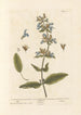 Szałwia - Elizabeth Blackwell — widok dzieła