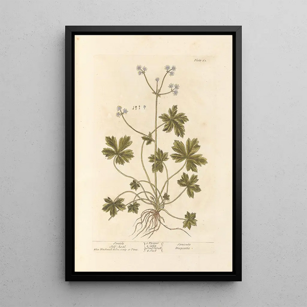 Sanicle Selfheal - Elizabeth Blackwell — oprawiony obraz na ścianie