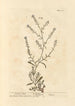 Cresson sciatique - Elizabeth Blackwell — widok dzieła