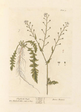 Elizabeth Blackwell - Shepherds purse.webp