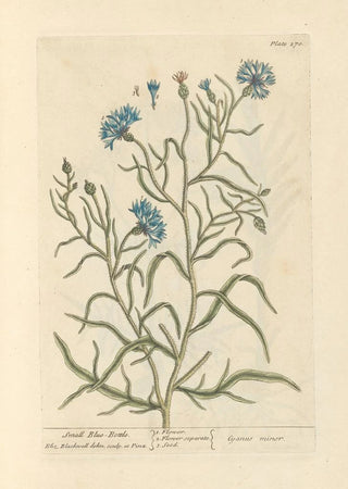 Elizabeth Blackwell - Small bluebottle.webp