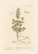Mała germandrea - Elizabeth Blackwell — widok dzieła