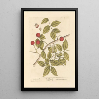 Elizabeth Blackwell - Snakewood.webp