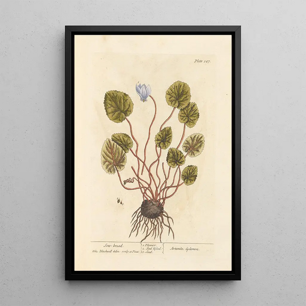Cyclamen - Elizabeth Blackwell — oprawiony obraz na ścianie