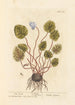 Cyclamen - Elizabeth Blackwell — widok dzieła