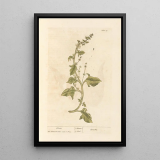 Elizabeth Blackwell - Spinage.webp