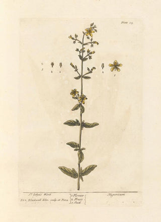 Elizabeth Blackwell - St Johns wort.webp