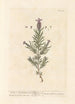 Lawenda stęchła lub francuska lawenda - Elizabeth Blackwell — widok dzieła