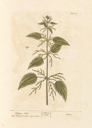 Elizabeth Blackwell - Stinging nettle.webp