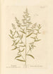 Estragon - Elizabeth Blackwell — widok dzieła