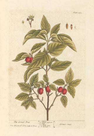 Elizabeth Blackwell - The cornel tree.webp
