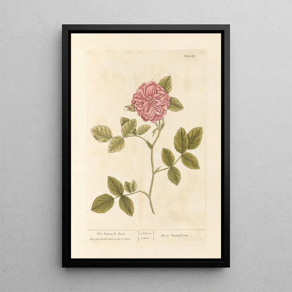 La rose de Damas - Elizabeth Blackwell — oprawiony obraz na ścianie