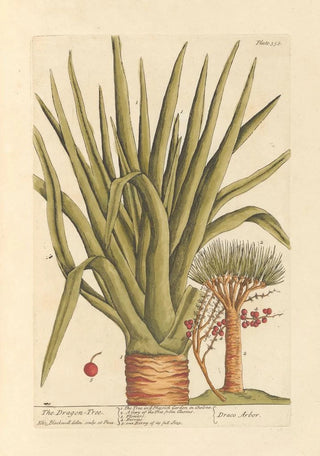Elizabeth Blackwell - The dragon tree.webp