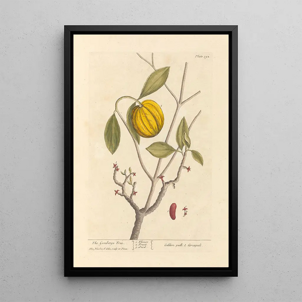 Le garcinia - Elizabeth Blackwell — oprawiony obraz na ścianie
