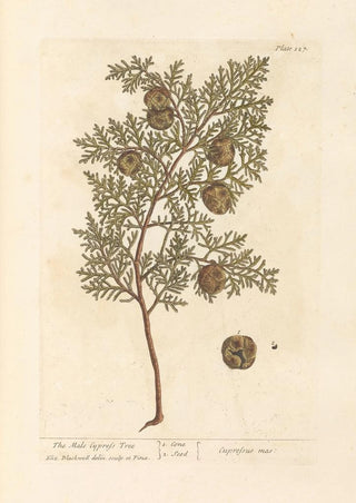 Elizabeth Blackwell - The male cypress tree.webp