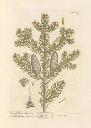 Elizabeth Blackwell - The male fir or silver fir.webp