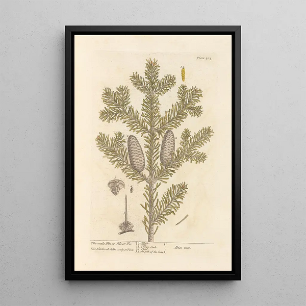 Le sapin mâle ou sapin argenté - Elizabeth Blackwell — oprawiony obraz na ścianie