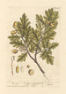 Dąb - Elizabeth Blackwell — widok dzieła