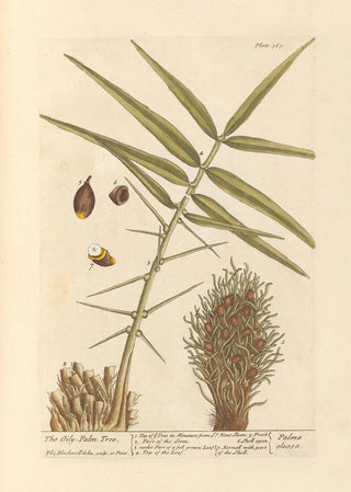 Elizabeth Blackwell - The oilypalm tree.webp