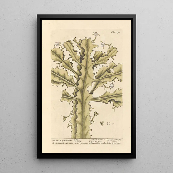 Prawdziwa euphorbia - Elizabeth Blackwell — oprawiony obraz na ścianie