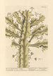 Prawdziwa euphorbia - Elizabeth Blackwell — widok dzieła
