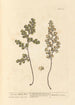 La véritable capillaire - Elizabeth Blackwell — widok dzieła