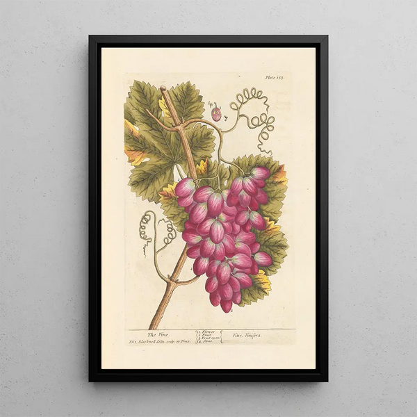 La vigne - Elizabeth Blackwell — oprawiony obraz na ścianie