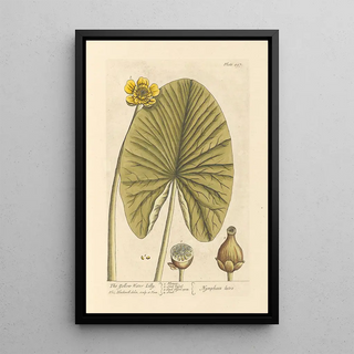 Elizabeth Blackwell - The yellow water lilly.webp