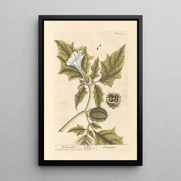 La pomme épineuse - Elizabeth Blackwell — oprawiony obraz na ścianie
