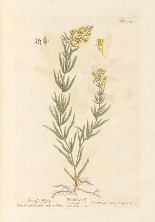 Elizabeth Blackwell - Toadflax.webp