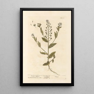 Elizabeth Blackwell - Treacle mustard.webp