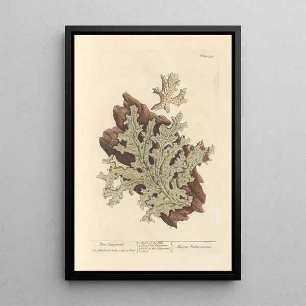 Lichen pulmonaire - Elizabeth Blackwell — oprawiony obraz na ścianie
