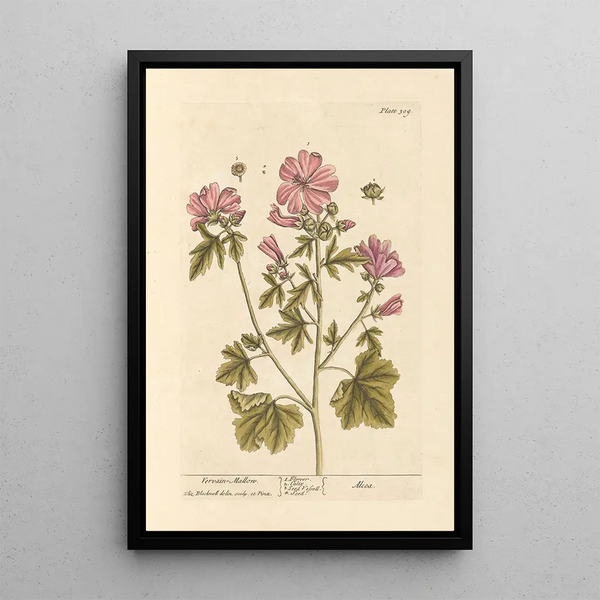 Mauve de guimauve - Elizabeth Blackwell — oprawiony obraz na ścianie