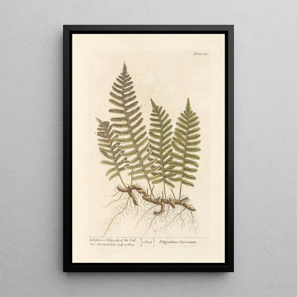 Fougère murale ou polypode du chêne - Elizabeth Blackwell — oprawiony obraz na ścianie